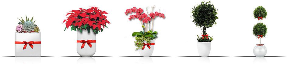 Plant gifts for corporate organizations